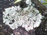 Lichenes atau Lumut Kerak